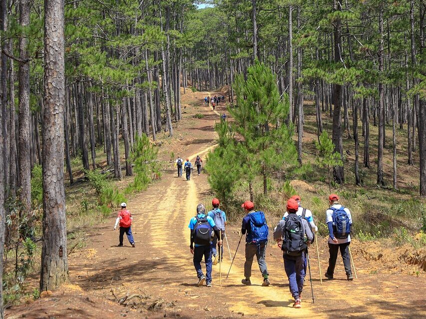 Servicios team, travel, walking, hiking, nature, forest, trip, journey